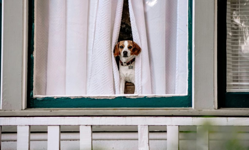 HomeExchange, la solution pour prendre soin de vos animaux