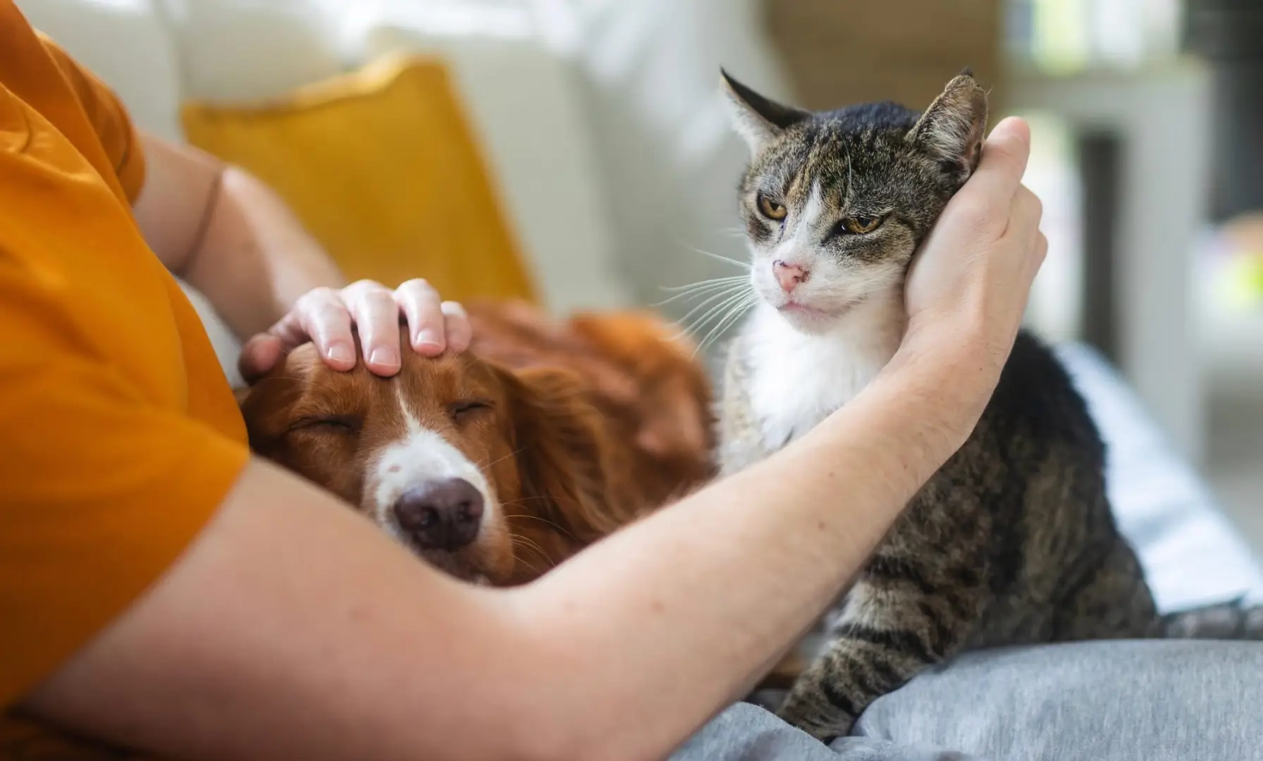 Comment organiser un échange de maisons avec des animaux ?